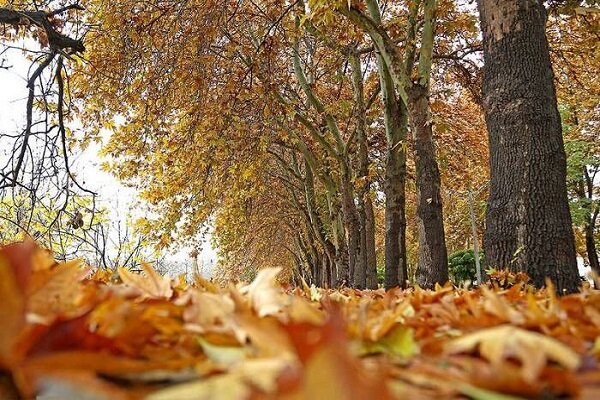 برپایی گذر سمفونی پاییز در بوستان فدک تهران - خبرگزاری مهر | اخبار ایران و جهان