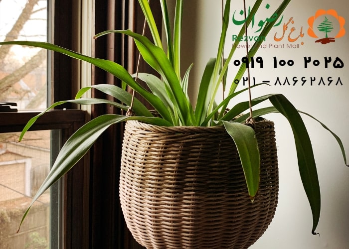 نیاز نوری گیاهان آپارتمانی به چه صورت است؟