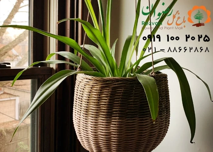 نیاز نوری گیاهان آپارتمانی به چه صورت است؟
