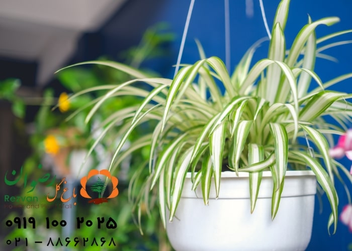 نیاز نوری گیاهان آپارتمانی به چه صورت است؟
