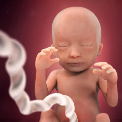 جنین پنج ماهه چه شکلیه؟