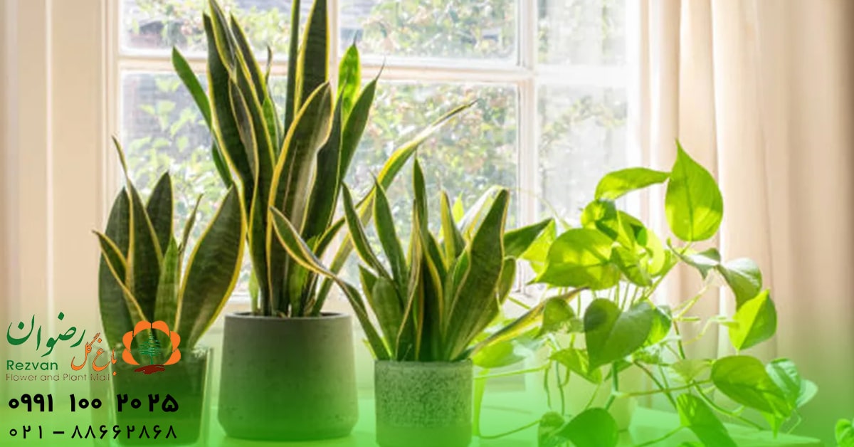 دکوراسیون | آرامش زیباترین گلهای آپارتمانی: راهنمای انتخاب و نگهداری برای خانهای شاداب