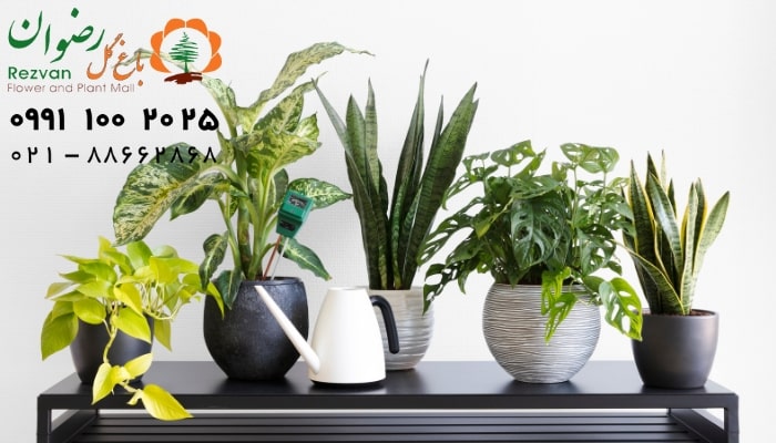 دکوراسیون | آرامش زیباترین گلهای آپارتمانی: راهنمای انتخاب و نگهداری برای خانهای شاداب