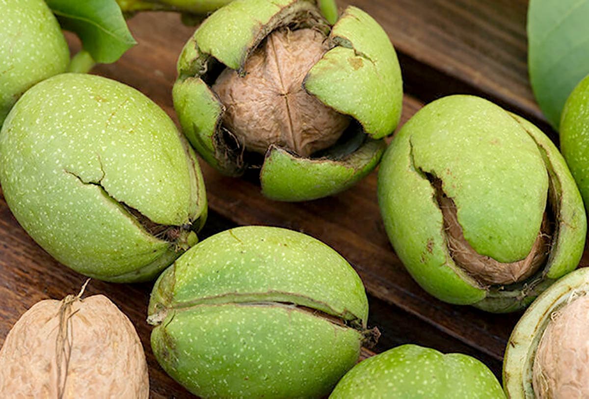 فواید علمی پوست گردو برای مو: از طب سنتی تا تحقیقات جدید